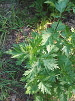 Armoise commune (ph. Mrugala F., Pavezin, aout 2020)(2)